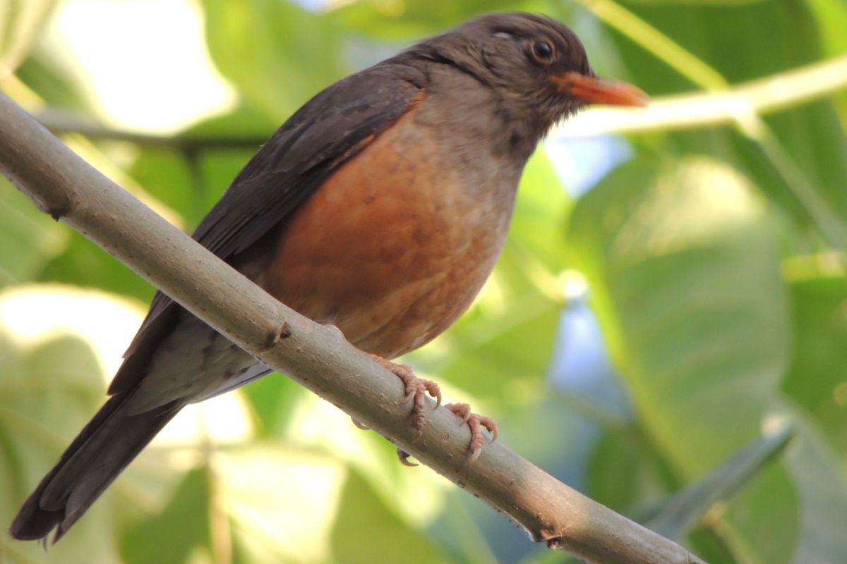 Olive Thrush